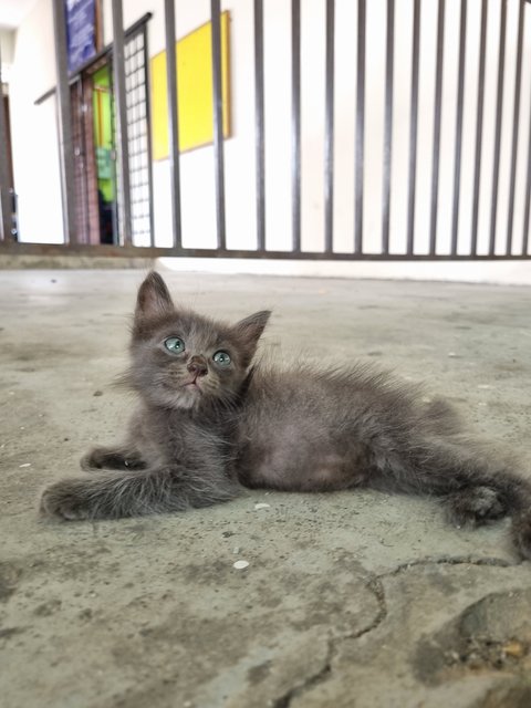 Meimei - Domestic Long Hair Cat