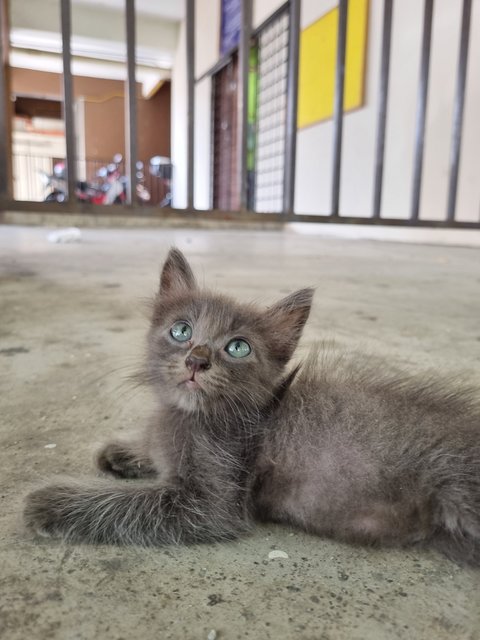 Meimei - Domestic Long Hair Cat