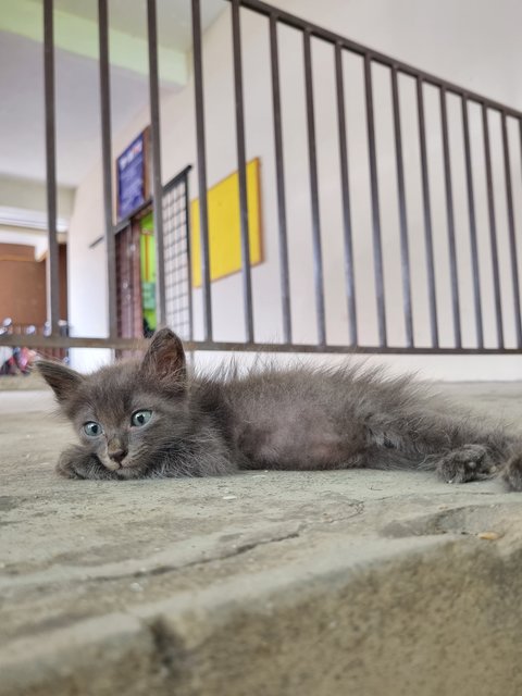 Meimei - Domestic Long Hair Cat