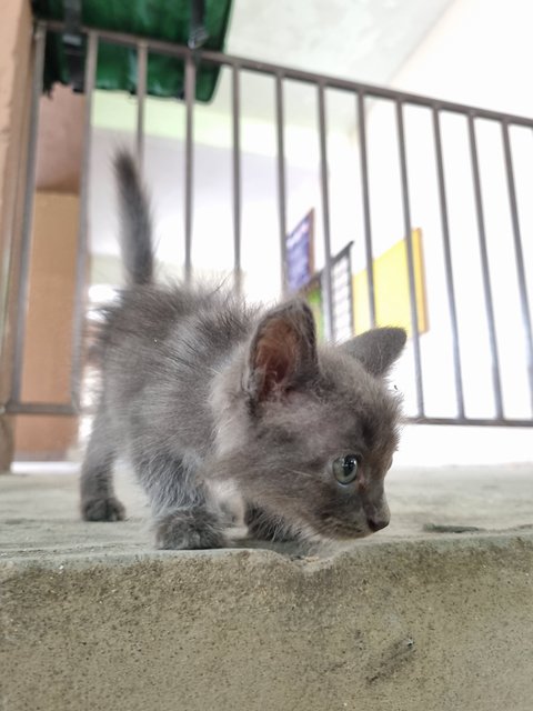 Meimei - Domestic Long Hair Cat