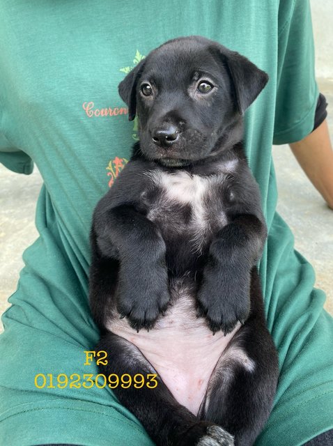 5males 2females - Mixed Breed Dog