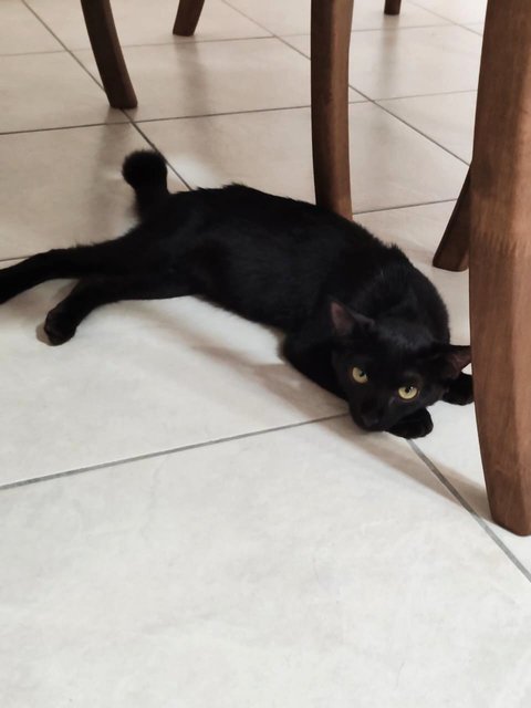 Blackie - Domestic Short Hair Cat