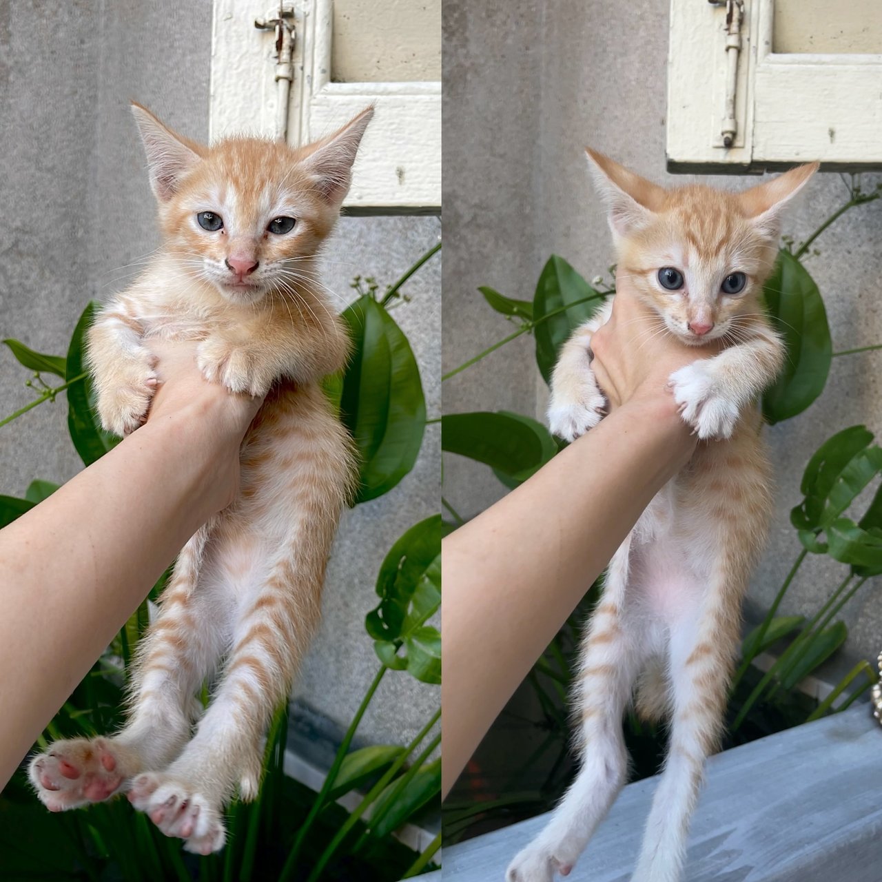 🧡twin Brothers🧡 - Tabby + Domestic Short Hair Cat