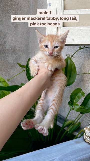 🧡twin Brothers🧡 - Tabby + Domestic Short Hair Cat