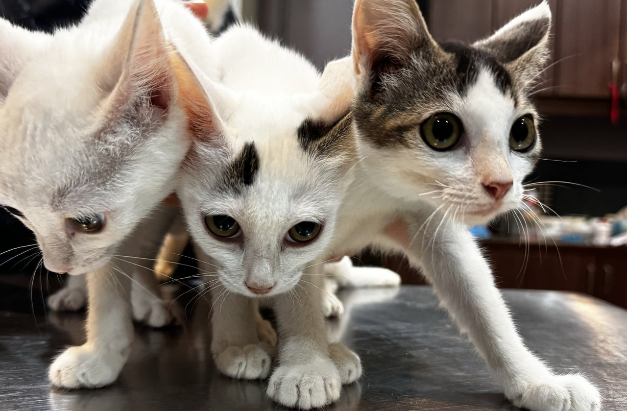 Misty, Cosmo &amp; Penny - Domestic Short Hair Cat