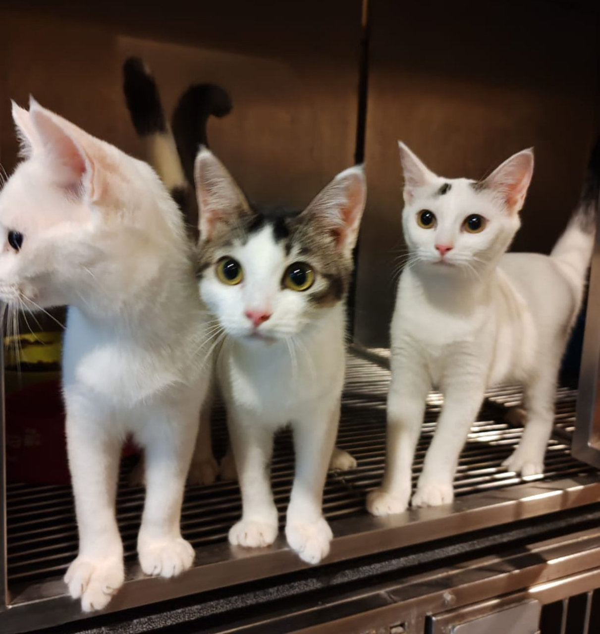 Misty, Cosmo &amp; Penny(Neutered&amp;spayed) - Domestic Short Hair Cat