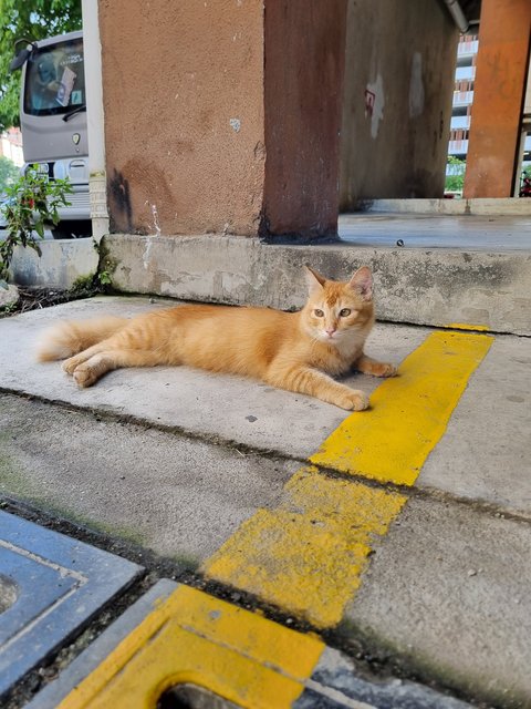 Jimmy - Domestic Long Hair Cat