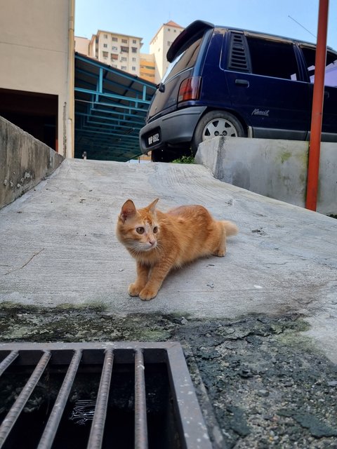 Jimmy - Domestic Long Hair Cat