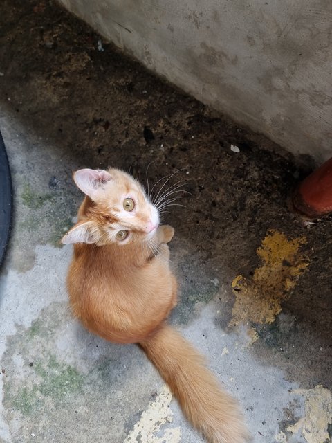 Jimmy - Domestic Long Hair Cat