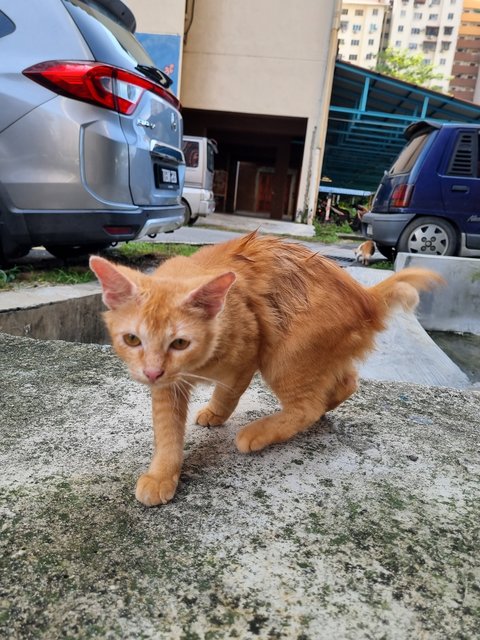 Xavier - Domestic Long Hair Cat