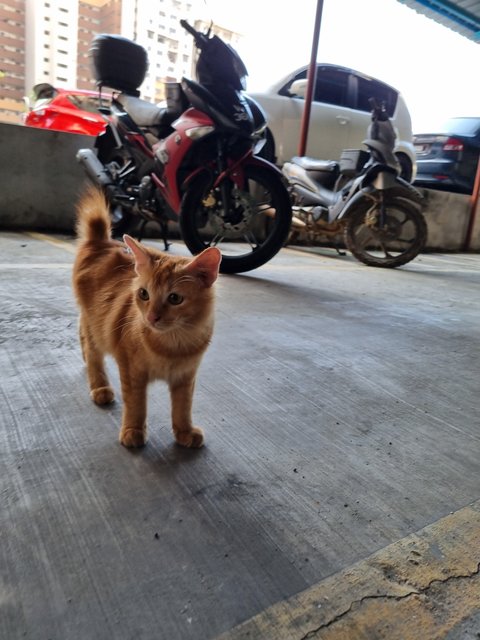 Xavier - Domestic Long Hair Cat