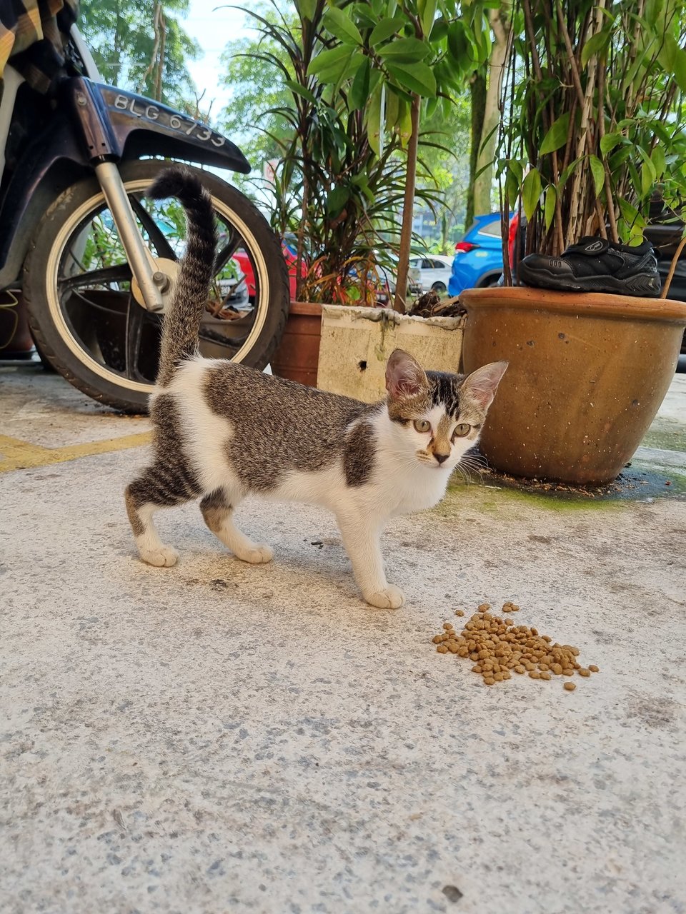 Jean - Domestic Short Hair Cat