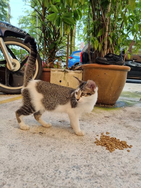 Jean - Domestic Short Hair Cat