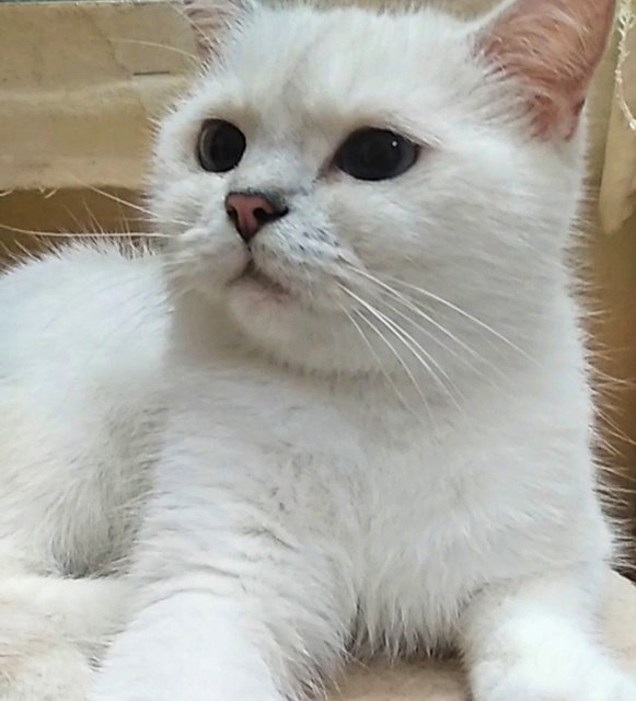 Cloud  - British Shorthair Cat