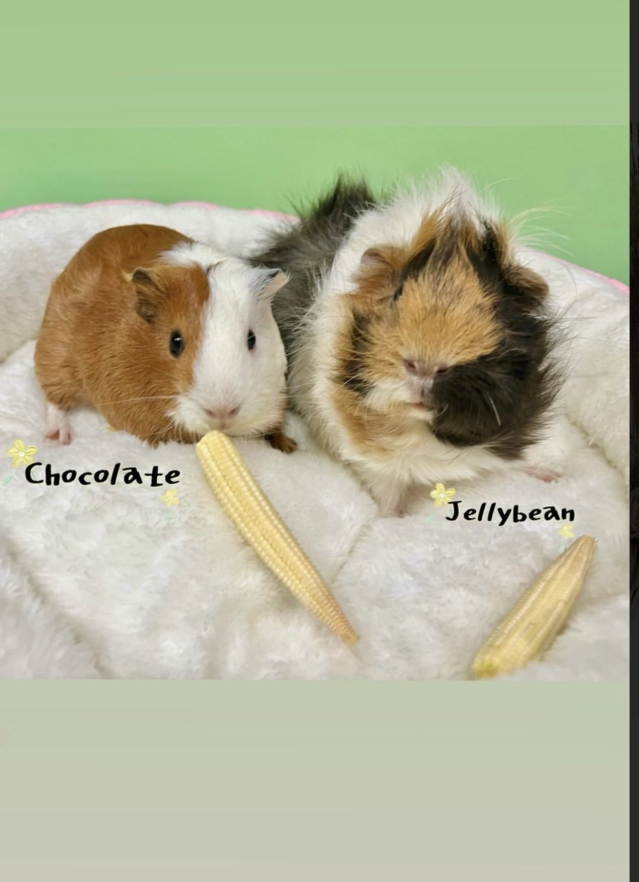 Jellybean &amp; Chocolate - Guinea Pig Small & Furry