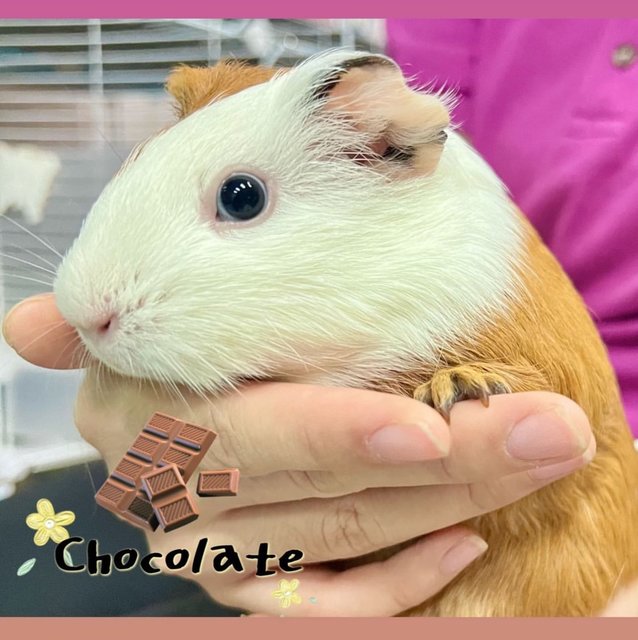 Jellybean &amp; Chocolate - Guinea Pig Small & Furry