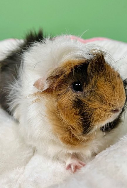 Jellybean &amp; Chocolate - Guinea Pig Small & Furry