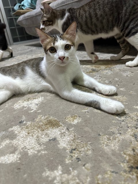 Pedro, Sly, Oyen, Gg - Domestic Short Hair Cat