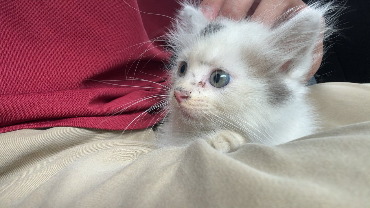 Ramen? - Domestic Medium Hair Cat