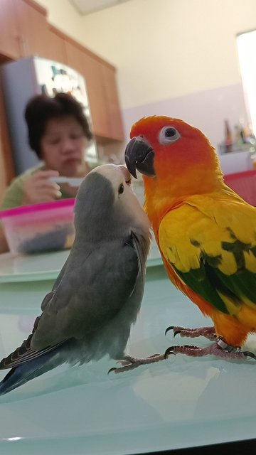 Zazu - Lovebird + Conure Bird