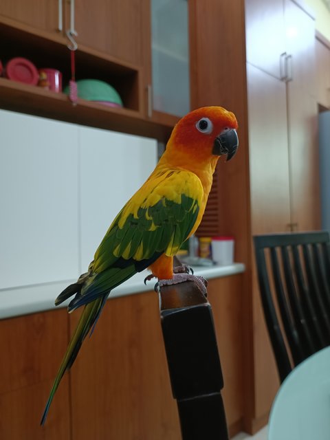 Zazu - Lovebird + Conure Bird