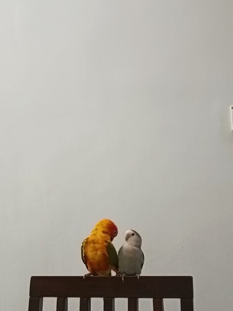 Zazu - Lovebird + Conure Bird