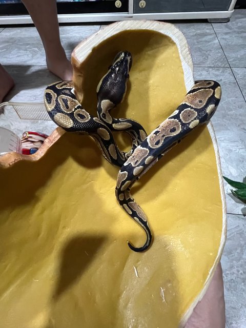 Nagini - Snake Reptile