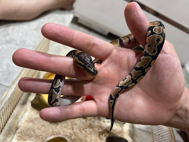 Nagini - Snake Reptile