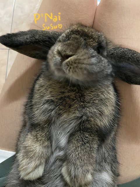 Bacon - Holland Lop Rabbit