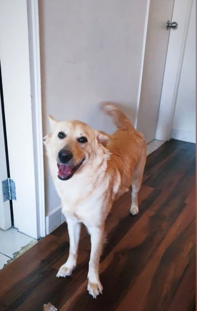 Belfy - Husky + Golden Retriever Dog