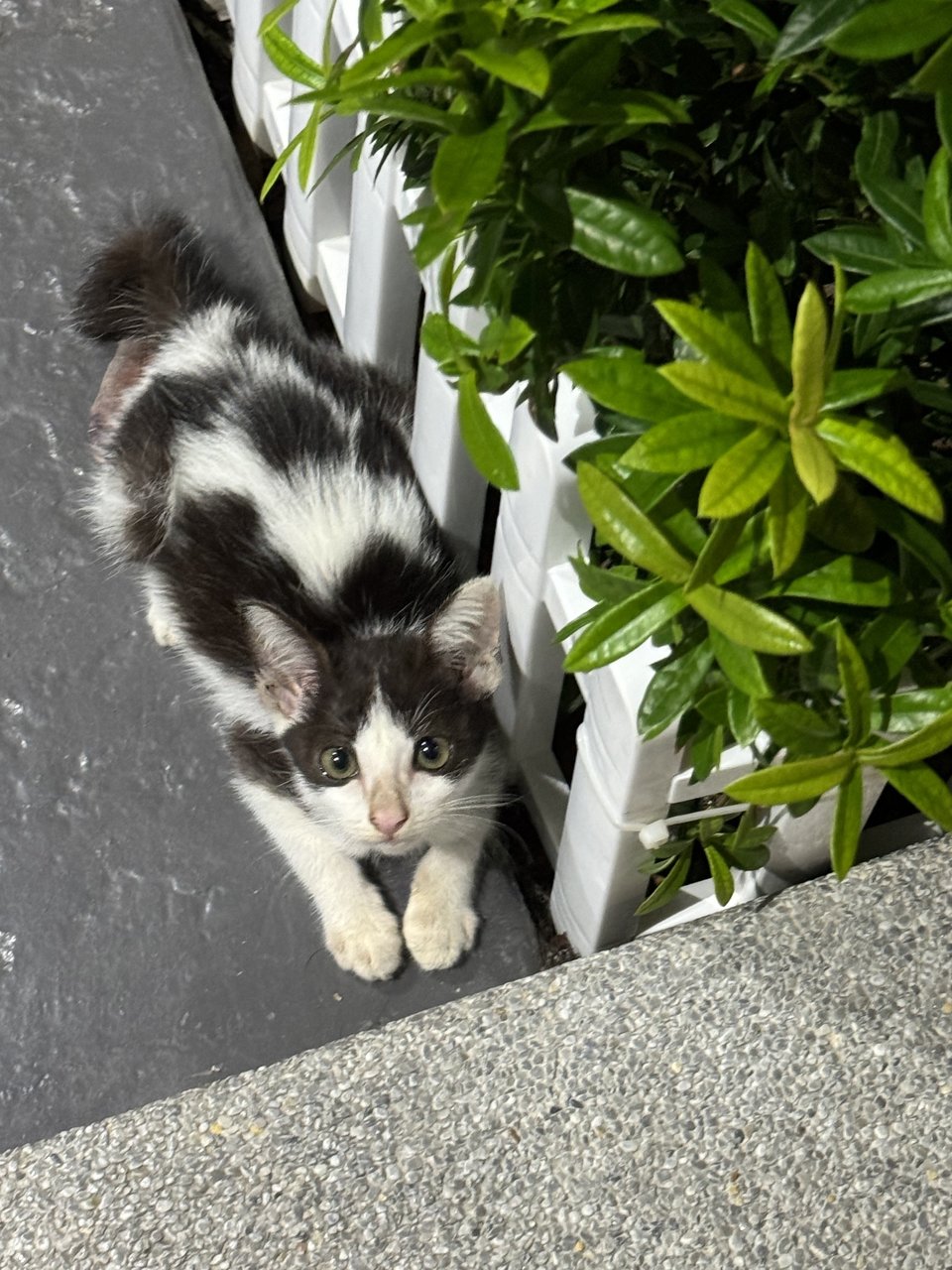 Dot Dot - Domestic Short Hair Cat