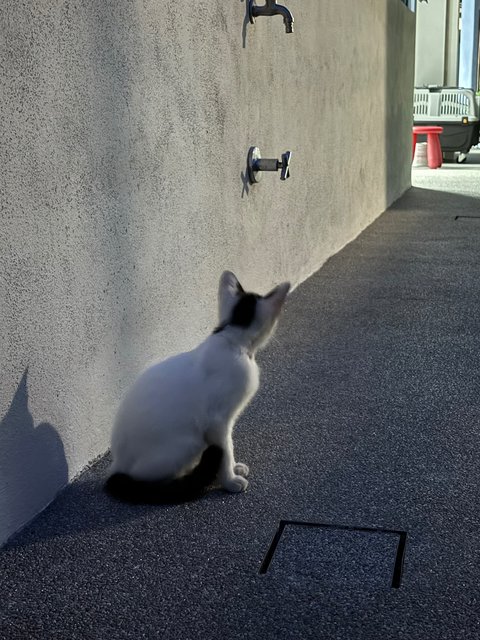 Gorgeous  - Domestic Short Hair Cat