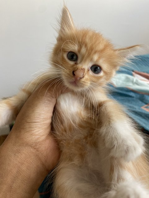 Pancake ( Urgent ) - Domestic Medium Hair Cat