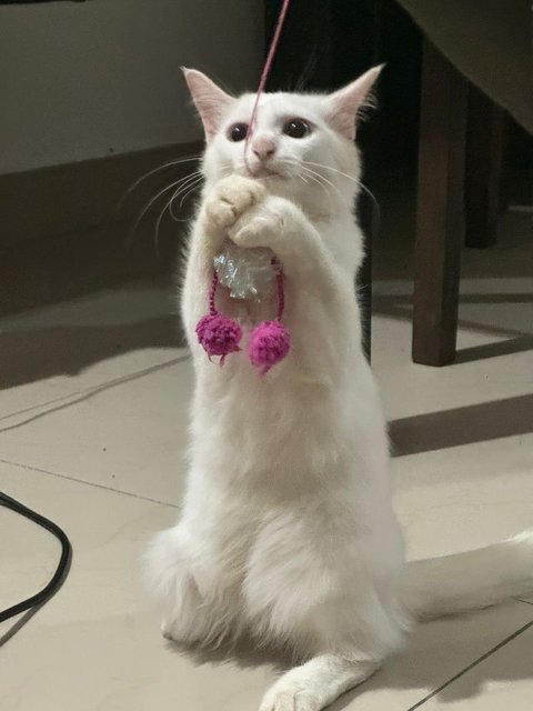 Luna  - Domestic Long Hair + Turkish Angora Cat