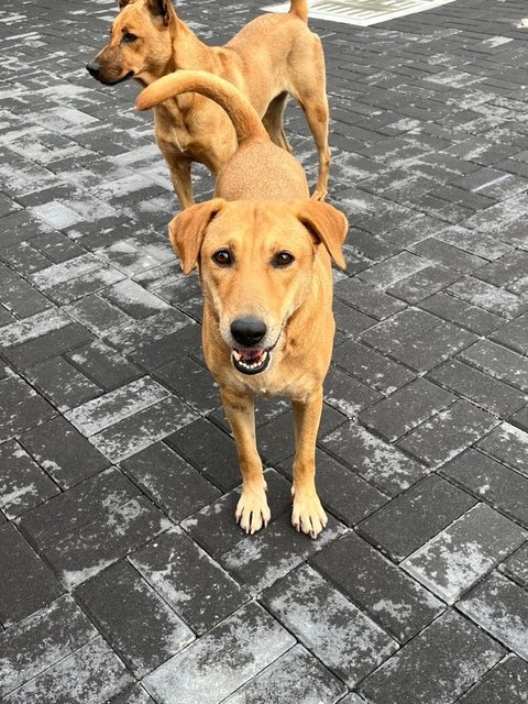 Polly - Labrador Retriever Dog