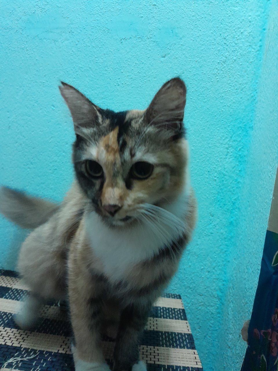 Gullu - Domestic Medium Hair Cat