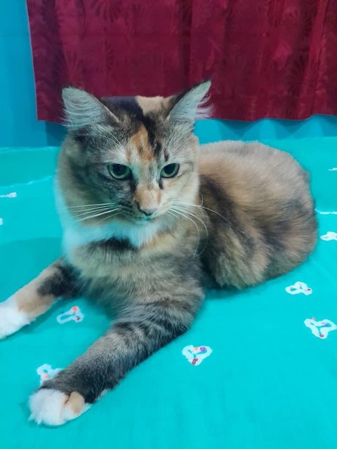 Gullu - Domestic Medium Hair Cat