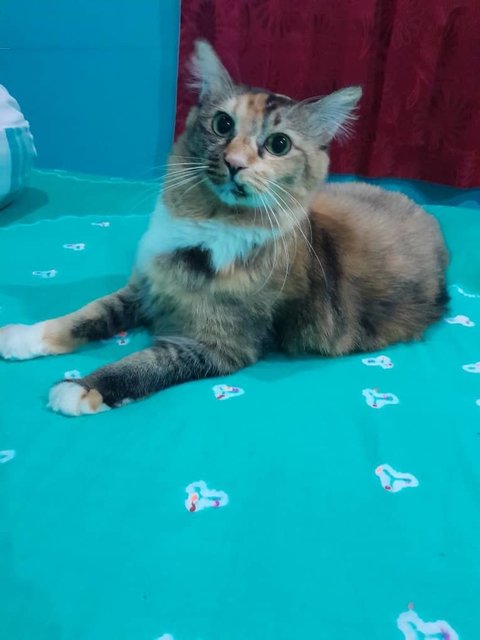 Gullu - Domestic Medium Hair Cat