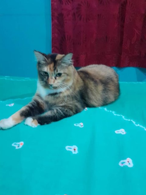 Gullu - Domestic Medium Hair Cat