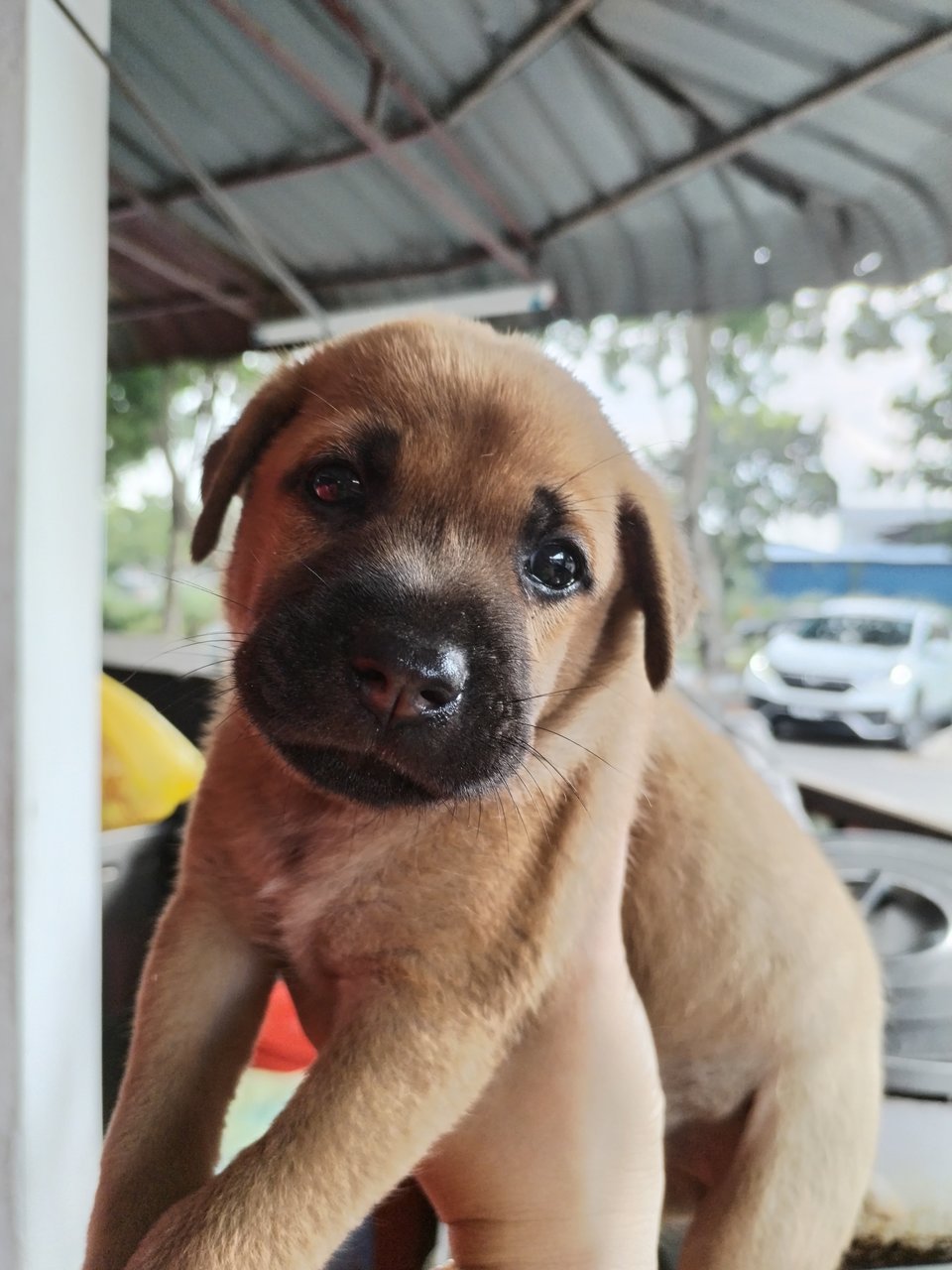 Fortune Cookies - Mixed Breed Dog