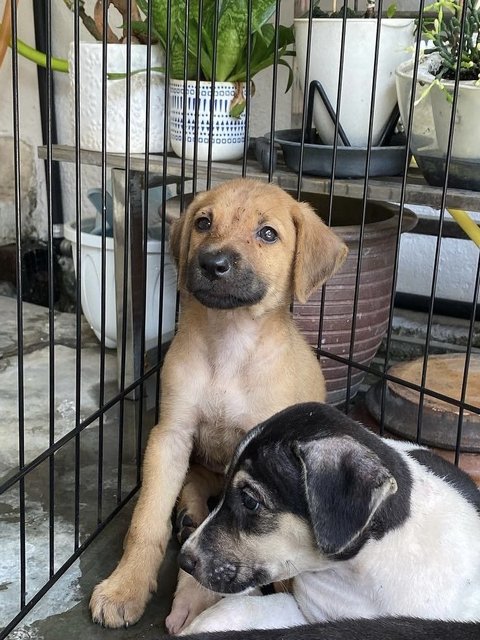 Brownie - Mixed Breed Dog