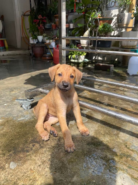 Brownie - Mixed Breed Dog