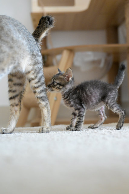 Ikan Bilis - Domestic Short Hair Cat