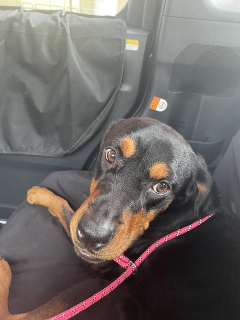 Coffee - Rottweiler Mix Dog