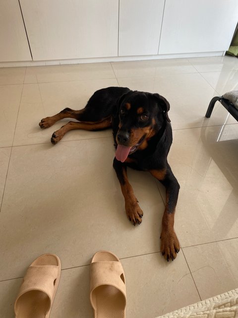 Coffee - Rottweiler Mix Dog