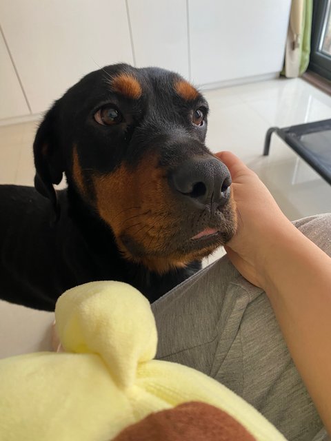 Coffee - Rottweiler Mix Dog