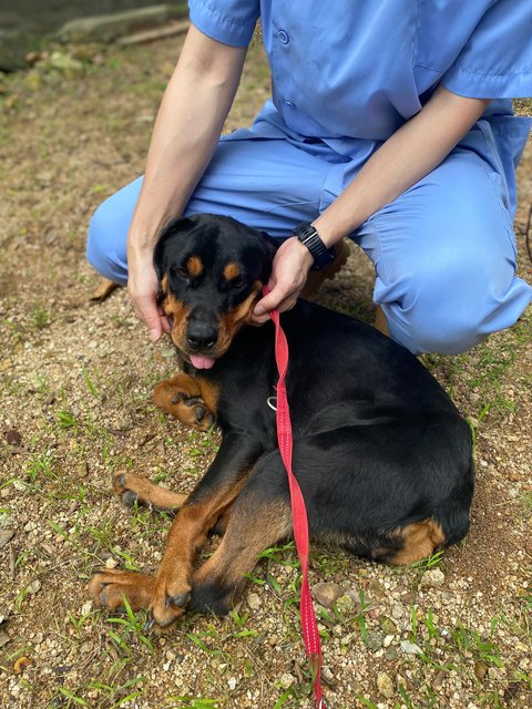 Coffee - Rottweiler Mix Dog