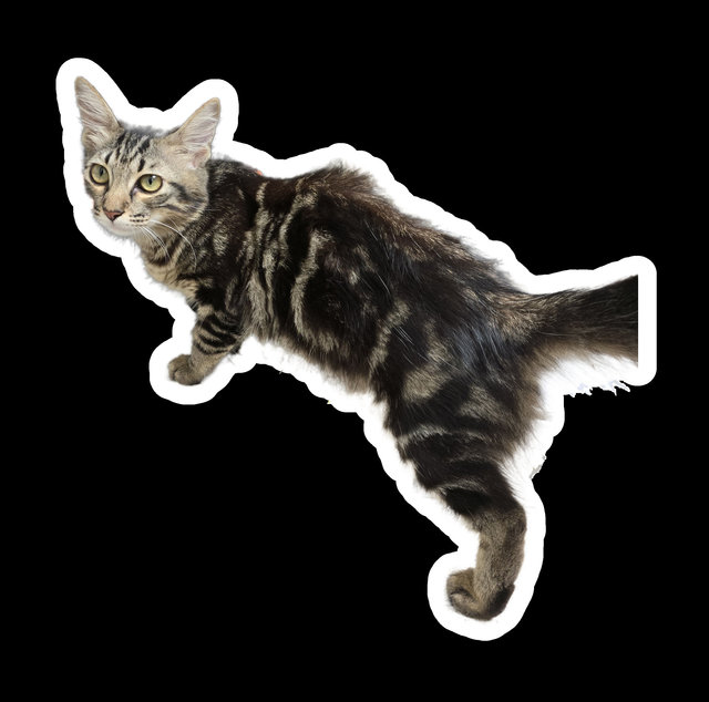 PF134647 - Domestic Medium Hair Cat