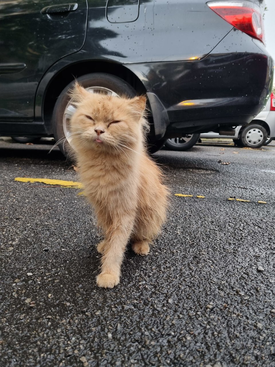 Keith - Domestic Long Hair Cat