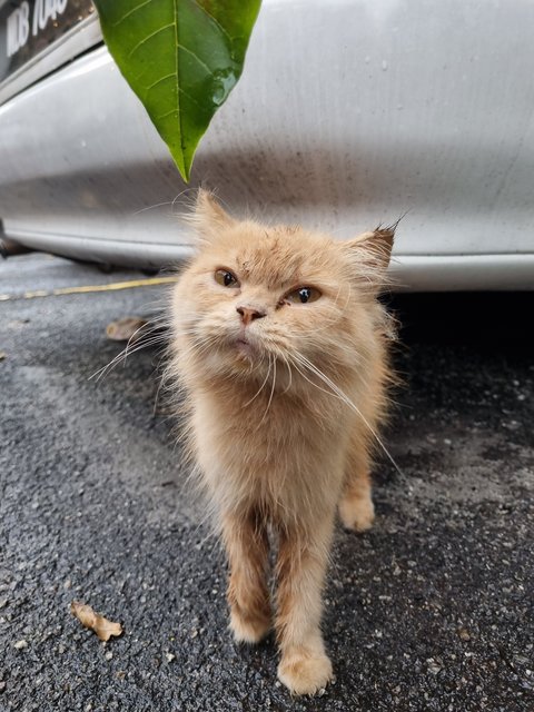 Keith - Domestic Long Hair Cat